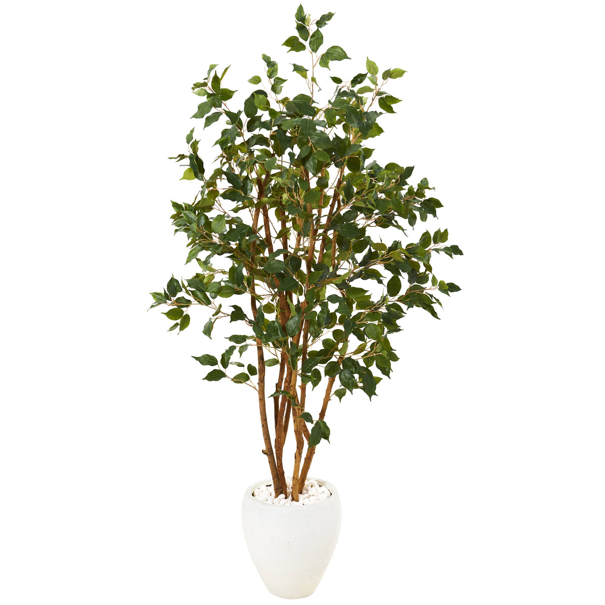 4.5ft. Ficus Tree in White Planter